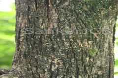 Lagerstroemia reginae